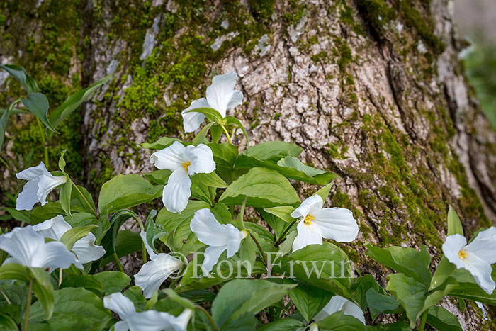 White Trilliums