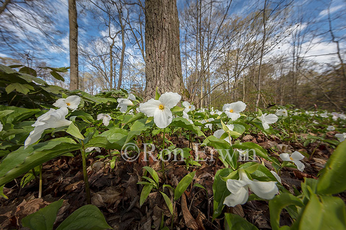 White Trilliums