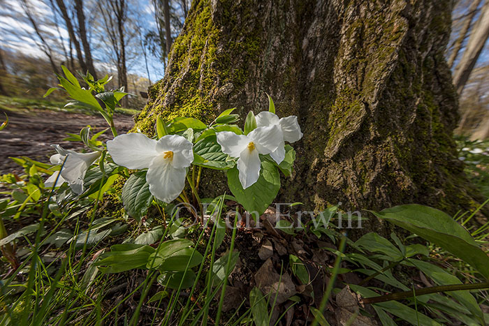 White Trilliums