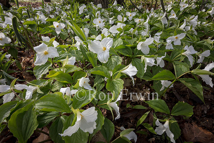 White Trilliums