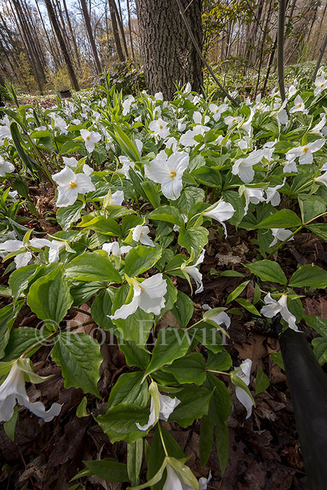 White Trilliums