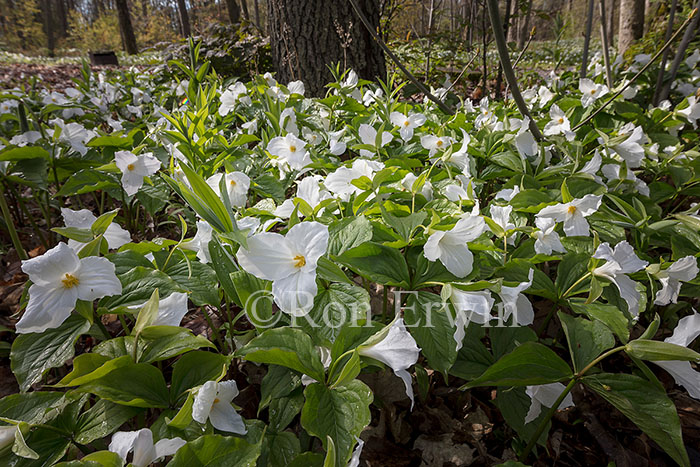 White Trilliums