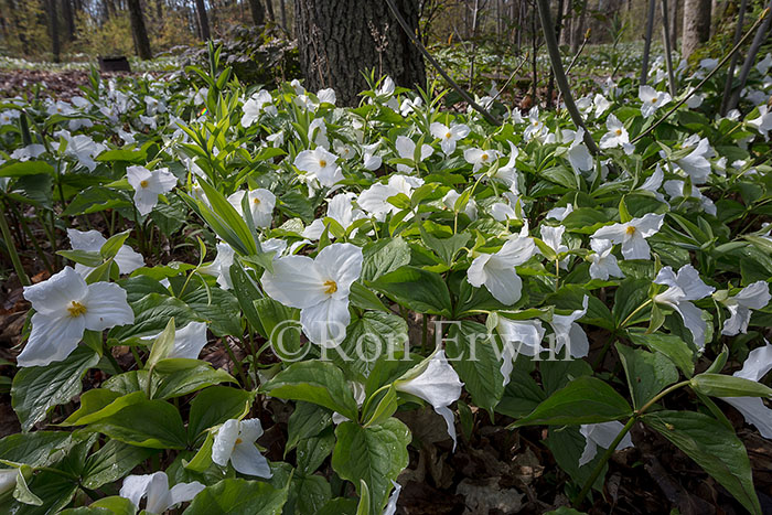 White Trilliums