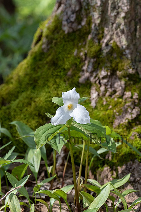 White Trilliums