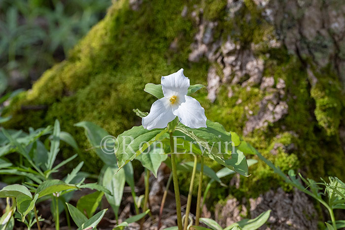 White Trilliums