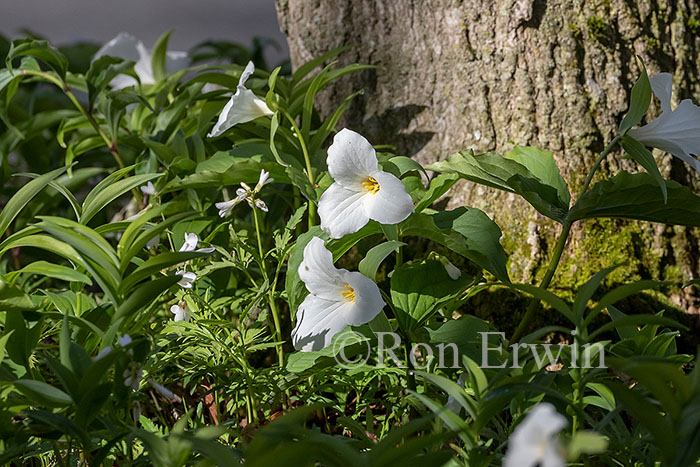 White Trilliums
