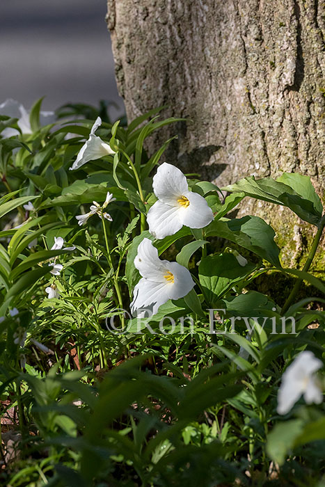 White Trilliums