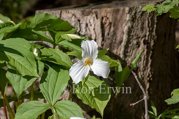 White Trilliums