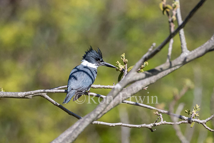 Belted Kingfisher