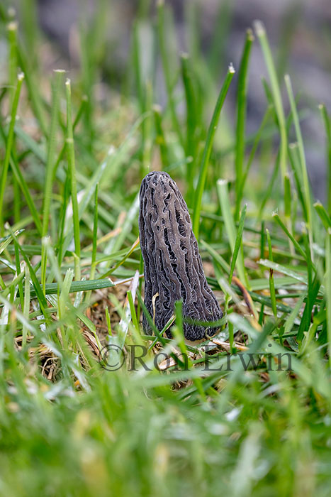 Black Morel