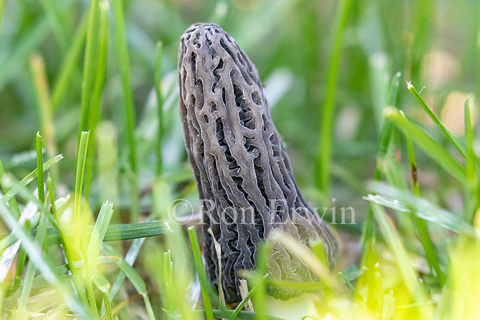 Black Morel