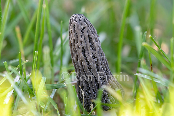 Black Morel