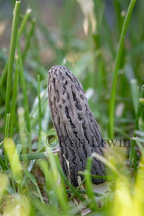 Black Morel