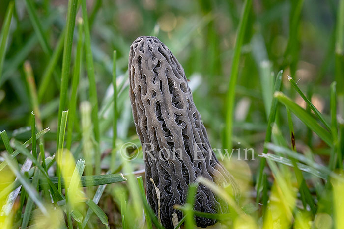 Black Morel