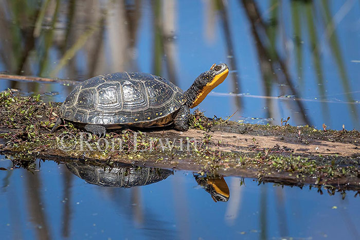 Blanding’s Turtle