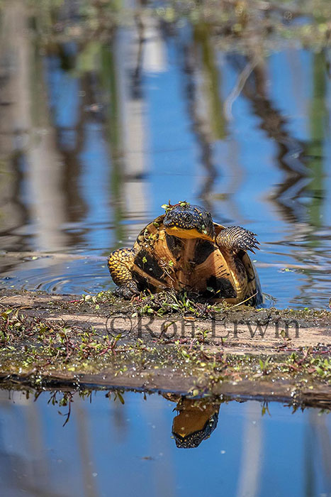 Blanding’s Turtle