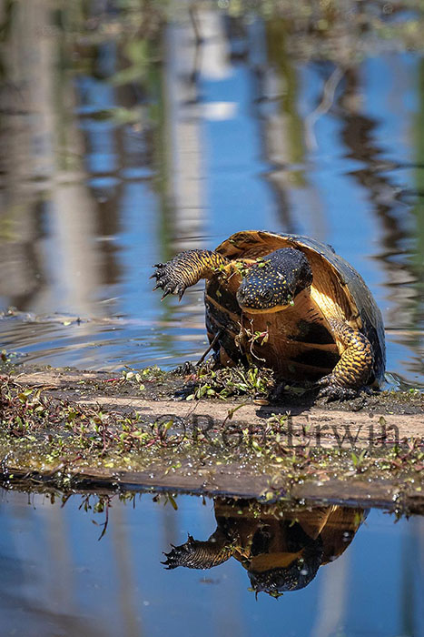 Blanding’s Turtle
