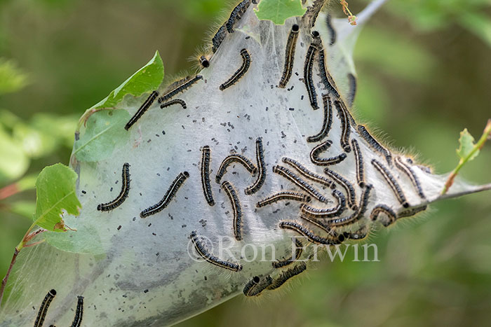 Eastern Tent Caterpillars