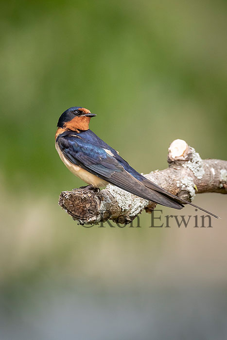 Barn Swallow