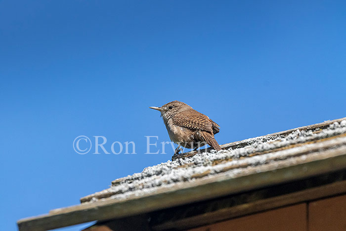 House Wren