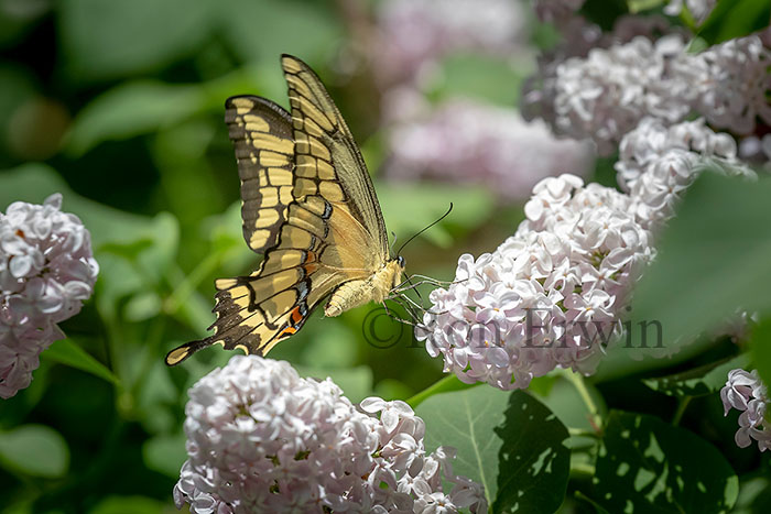 Giant Swallowtail Butterfly