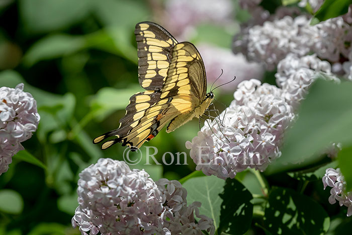 Giant Swallowtail Butterfly