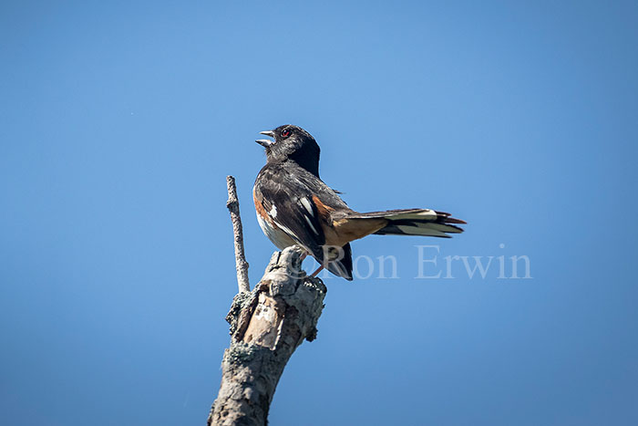 Eastern Towhee Male
