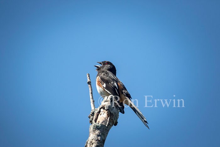 Eastern Towhee Male