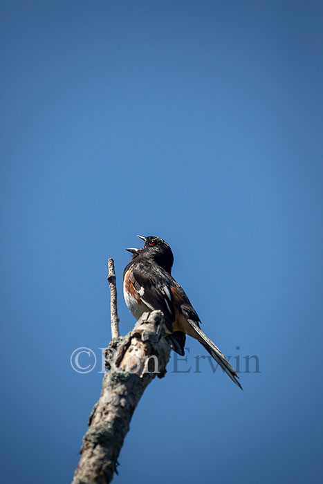 Eastern Towhee Male