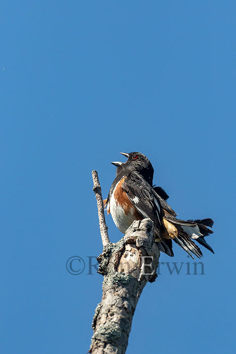 Eastern Towhee Male