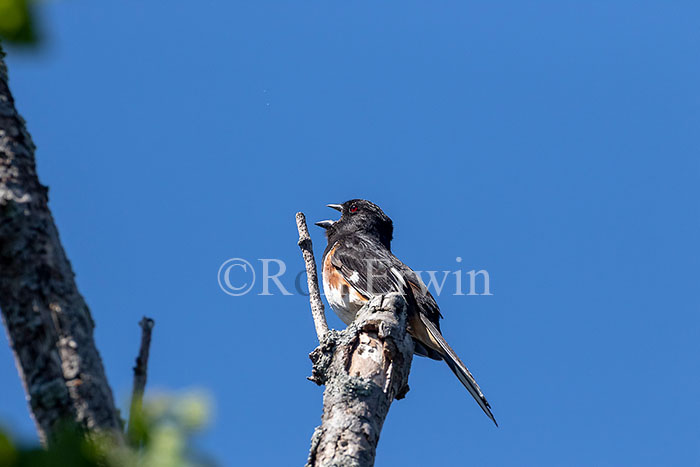 Eastern Towhee Male