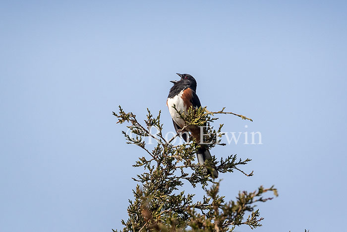 Eastern Towhee Male