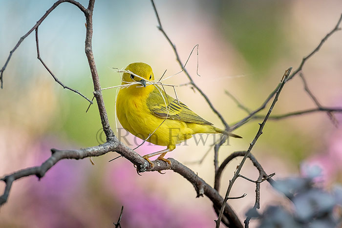 Yellow Warbler Female