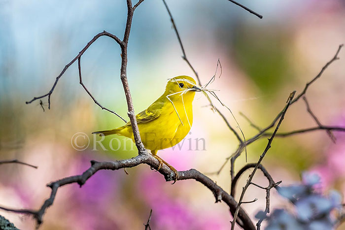 Yellow Warbler Female