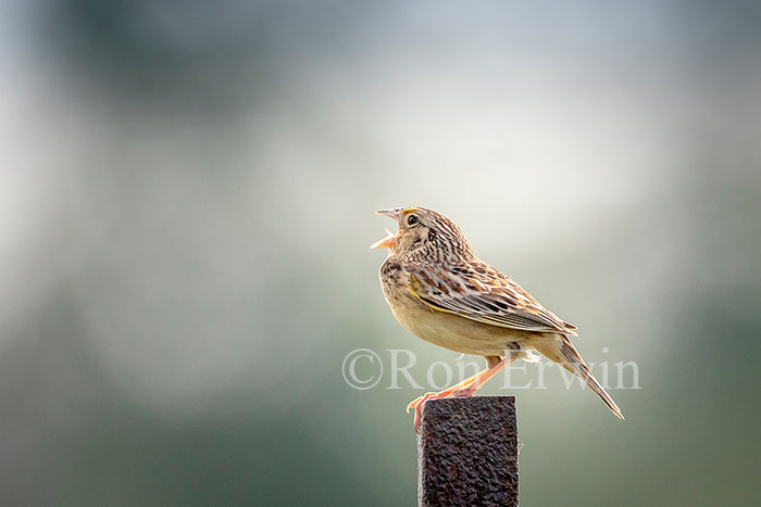 Grasshopper Sparrow