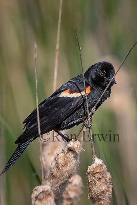 Red-winged Blackbird