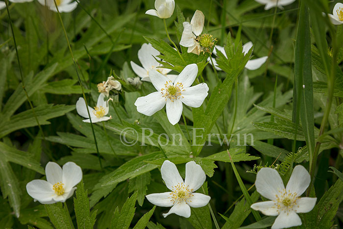 Canada Anemone