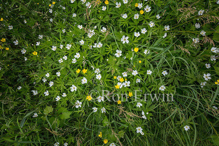 Canada Anemone