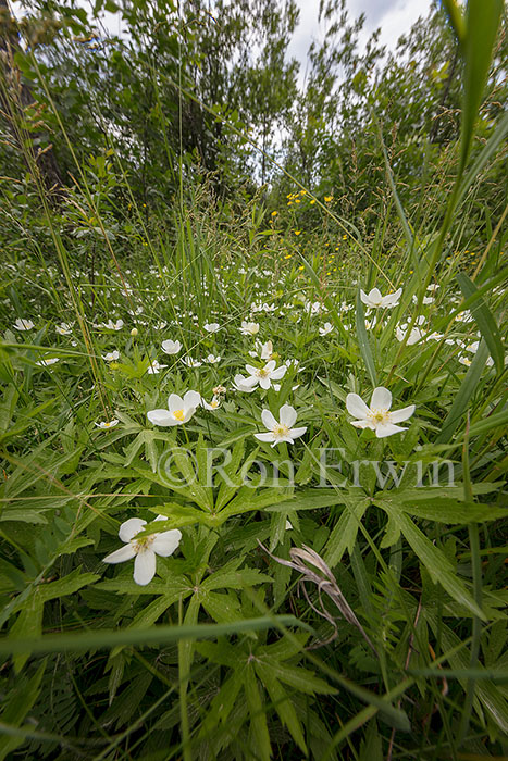 Canada Anemone