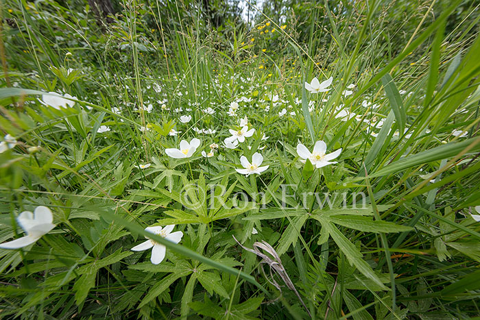 Canada Anemone