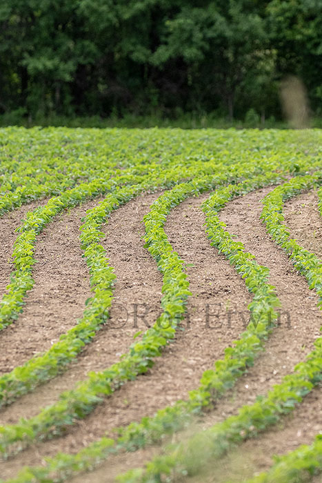 Crops in Prince Edward County, ON