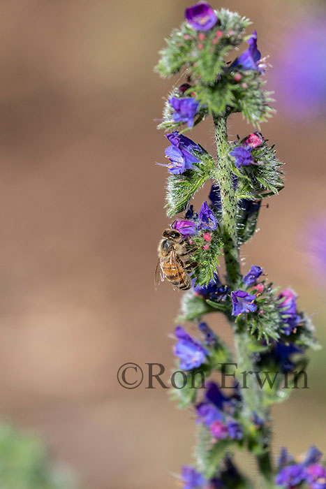 Honey Bee on Viper’s Bugloss