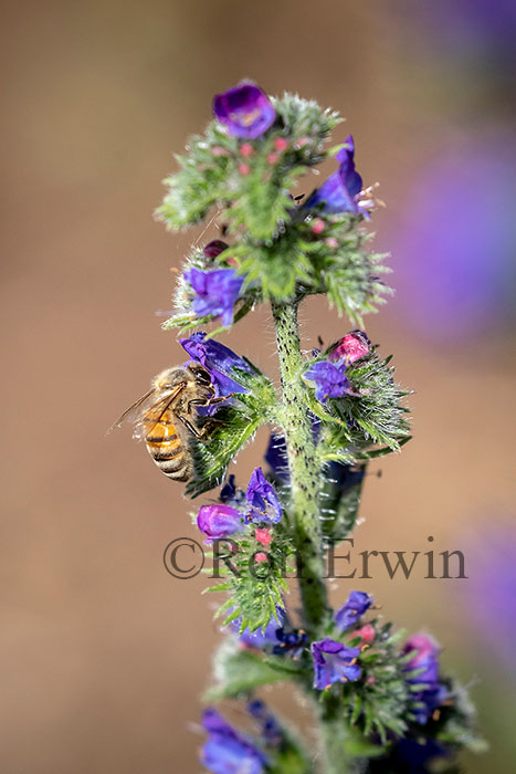 Honey Bee on Viper’s Bugloss