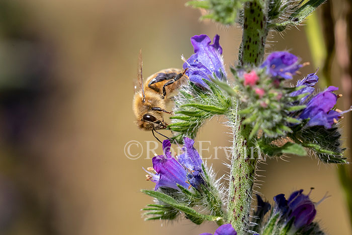 Honey Bee on Viper’s Bugloss