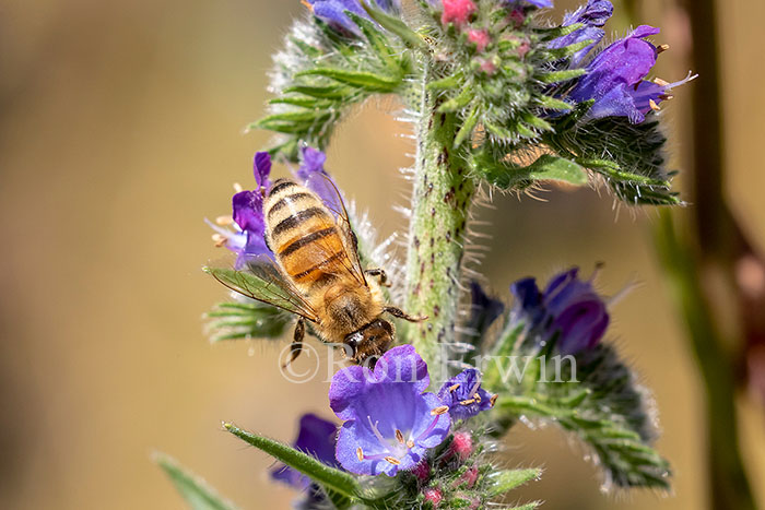 Honey Bee on Viper’s Bugloss