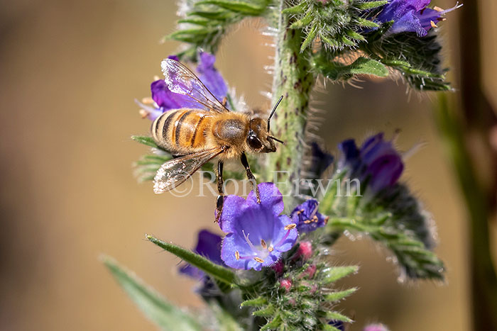 Honey Bee on Viper’s Bugloss