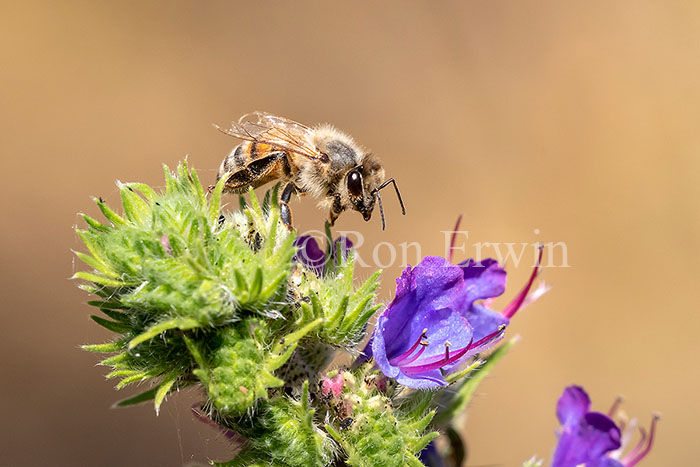 Honey Bee on Viper’s Bugloss