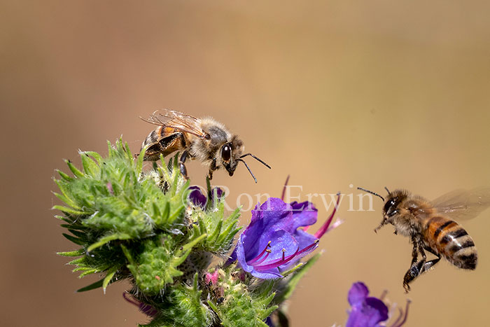 Honey Bee on Viper’s Bugloss
