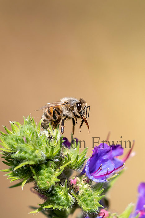 Honey Bee on Viper’s Bugloss