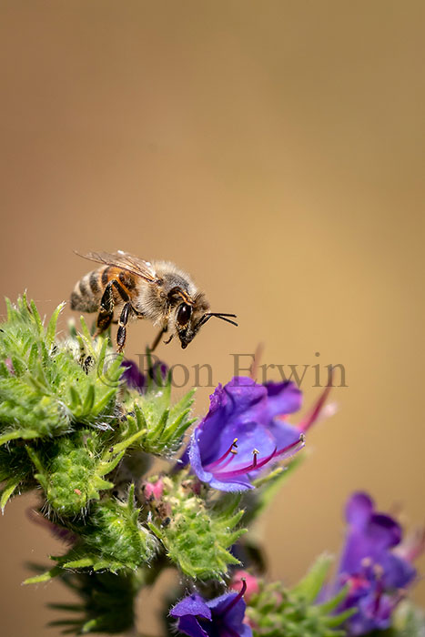 Honey Bee on Viper’s Bugloss